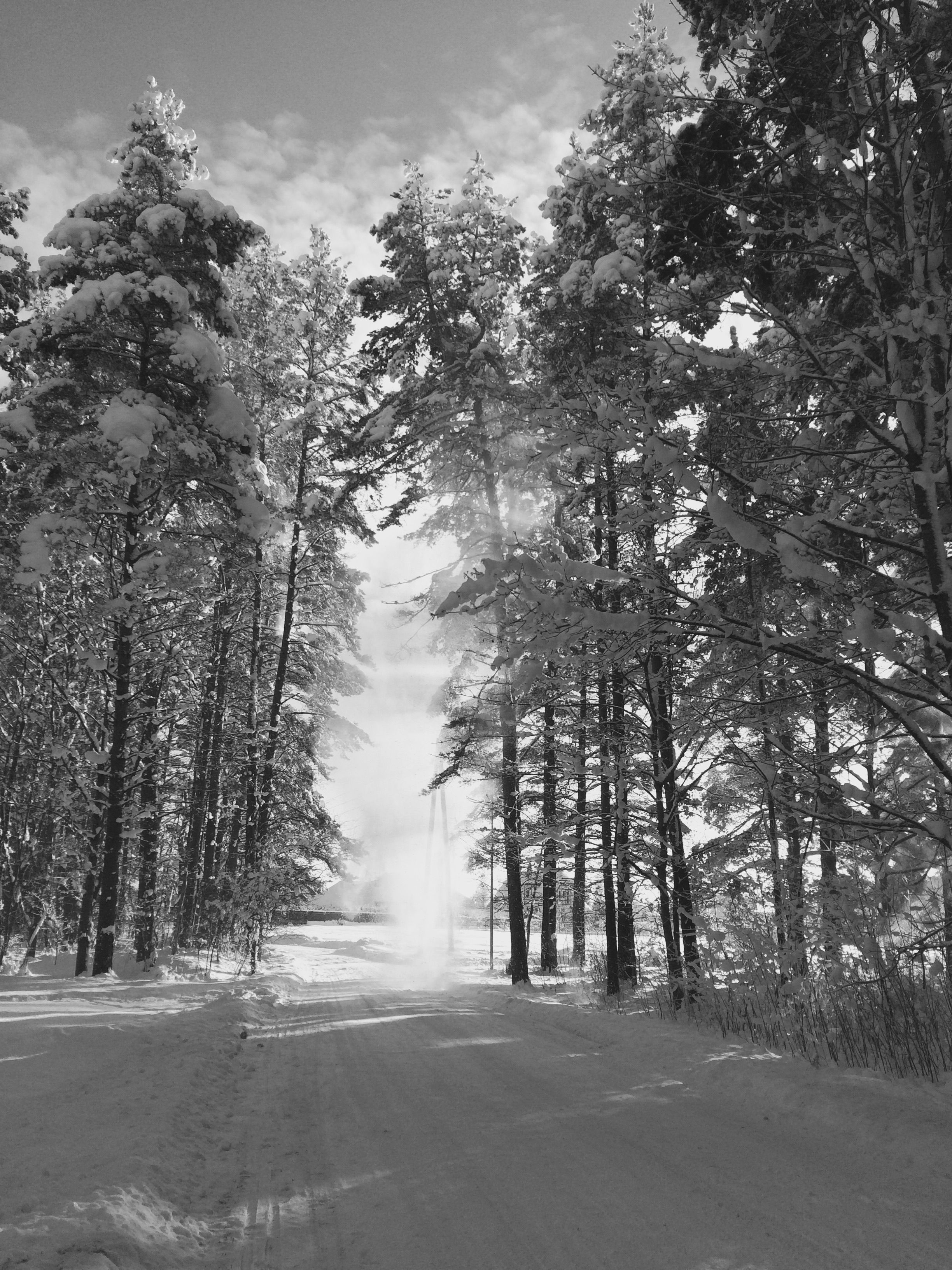 Tranquil Snowy Forest Road in Winter Sunlight · Free Stock Photo