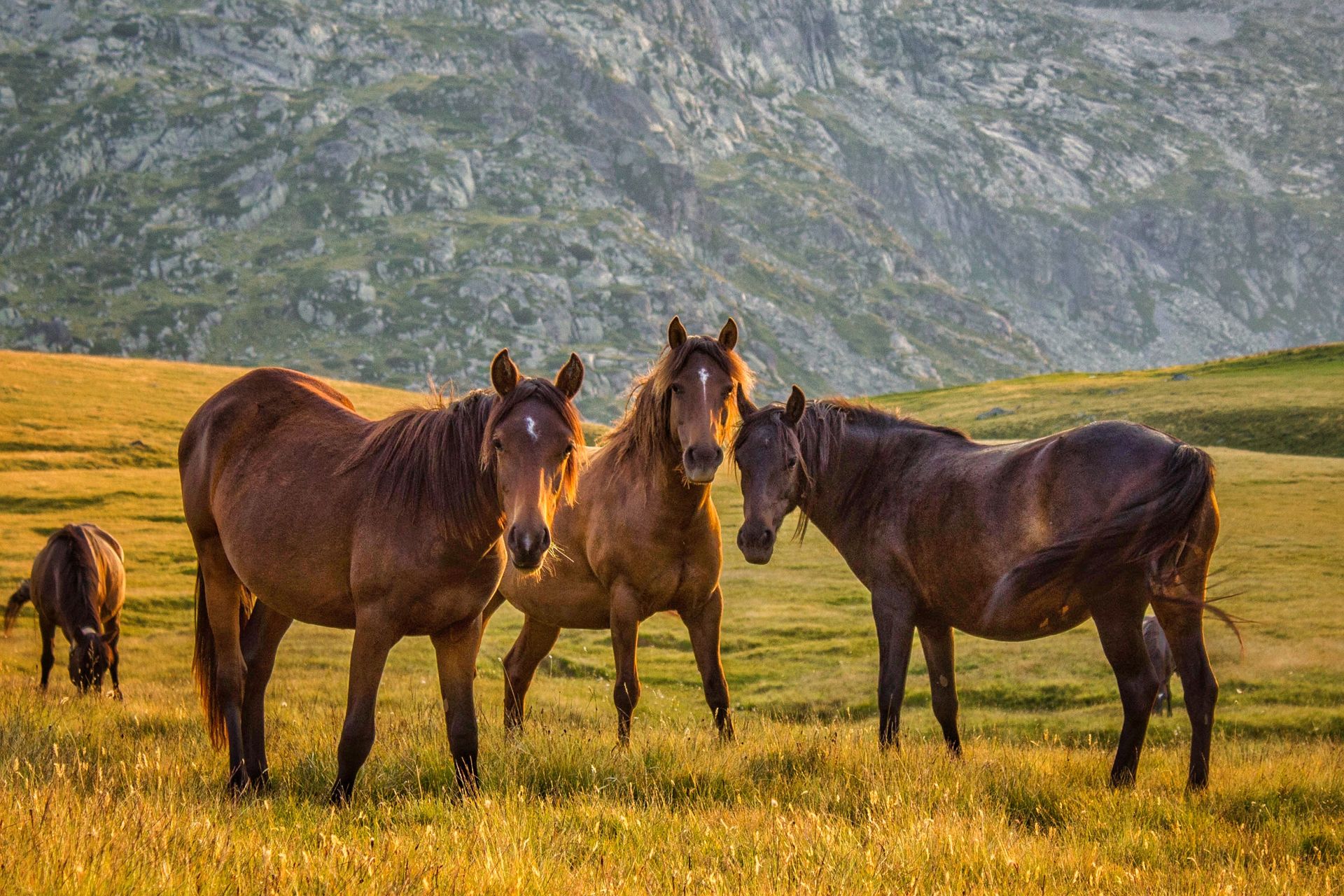 A serene image of horses grazing in the Sofia Province, Bulgaria at sunset.