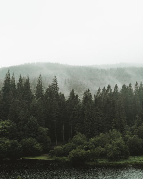 Aerial Photography of Trees