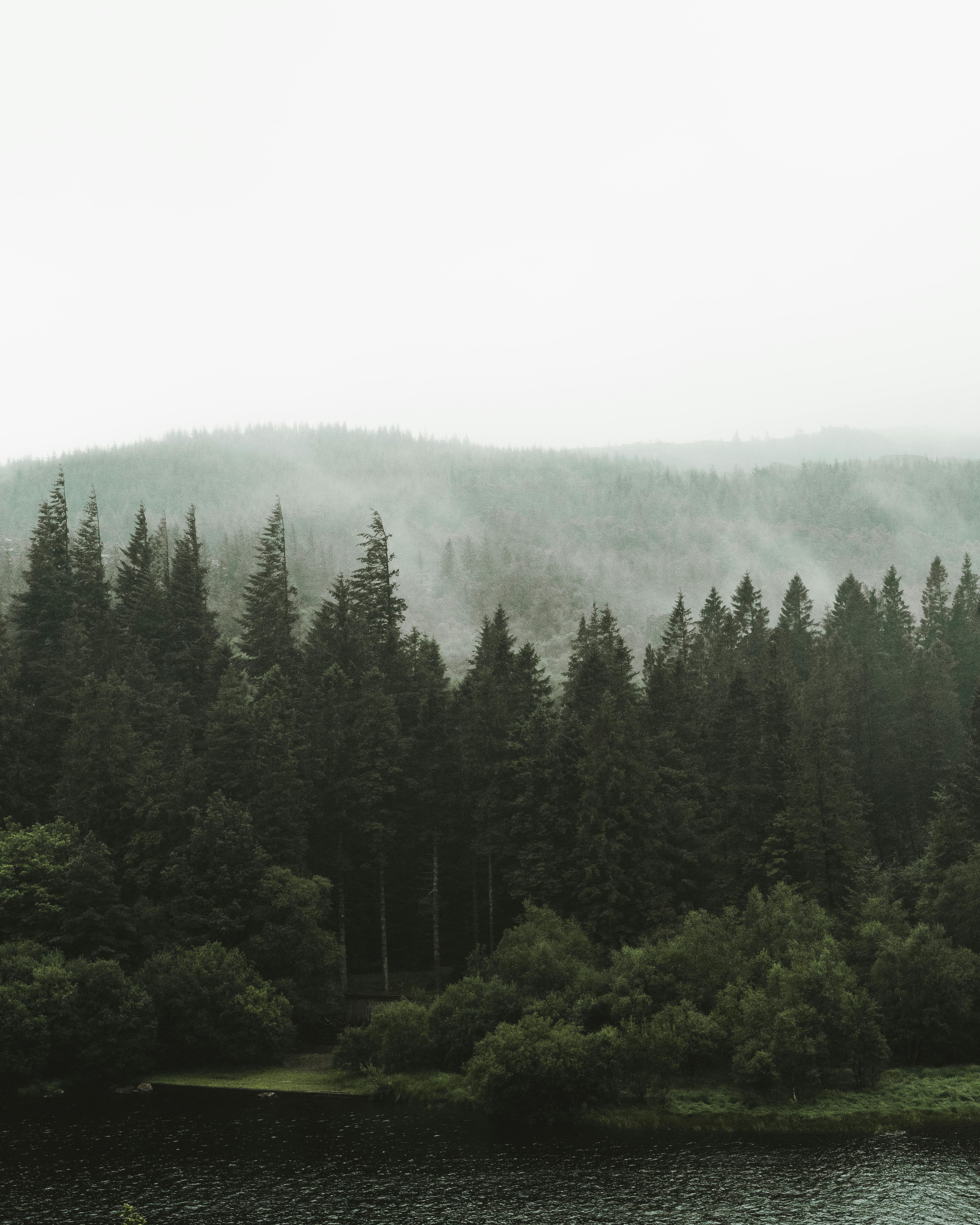 Photo of Foggy Forest · Free Stock Photo