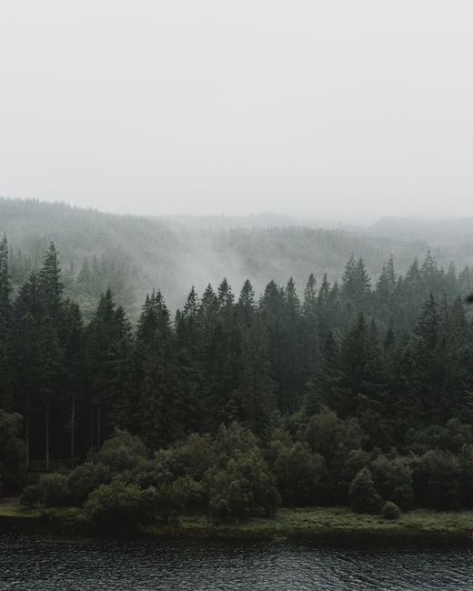 A foggy, serene view of an evergreen forest and lake, creating a mystical, tranquil scene.