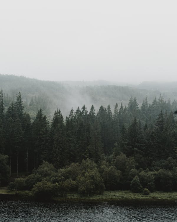 Photo of Pine Trees