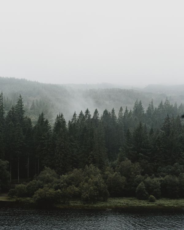 Fog drifting through a stand of pines — photo by JACK REDGATE on Pexels