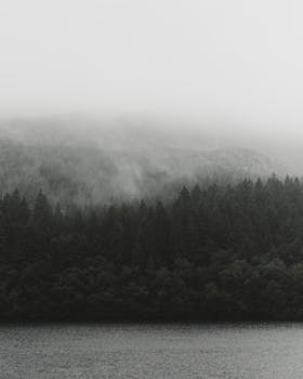 湖边迷人的雾森林场景，展现了郁郁葱葱的常绿植物与宁静的薄雾