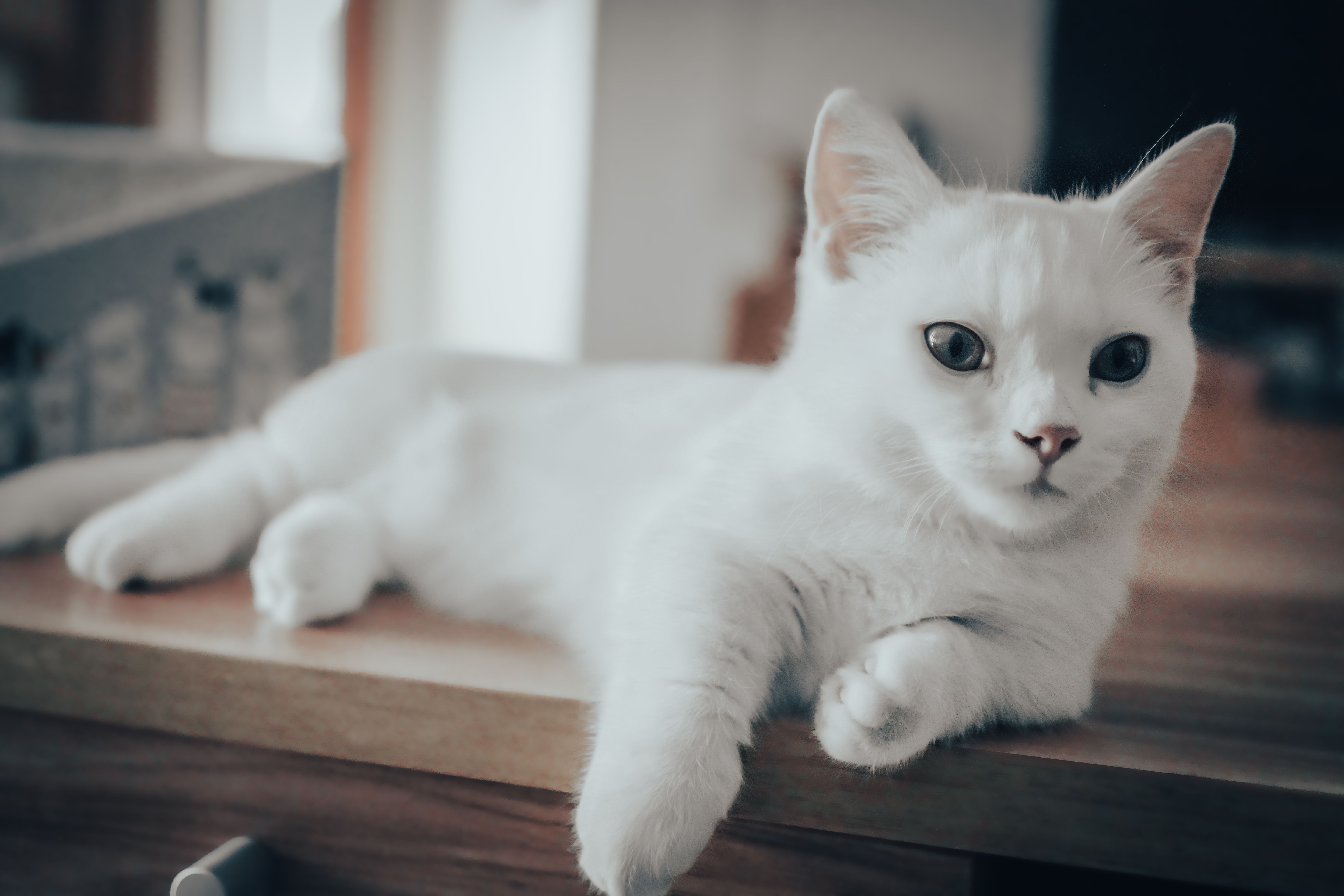 Elegant white cat lounging on a wooden table with soft lighting indoors.