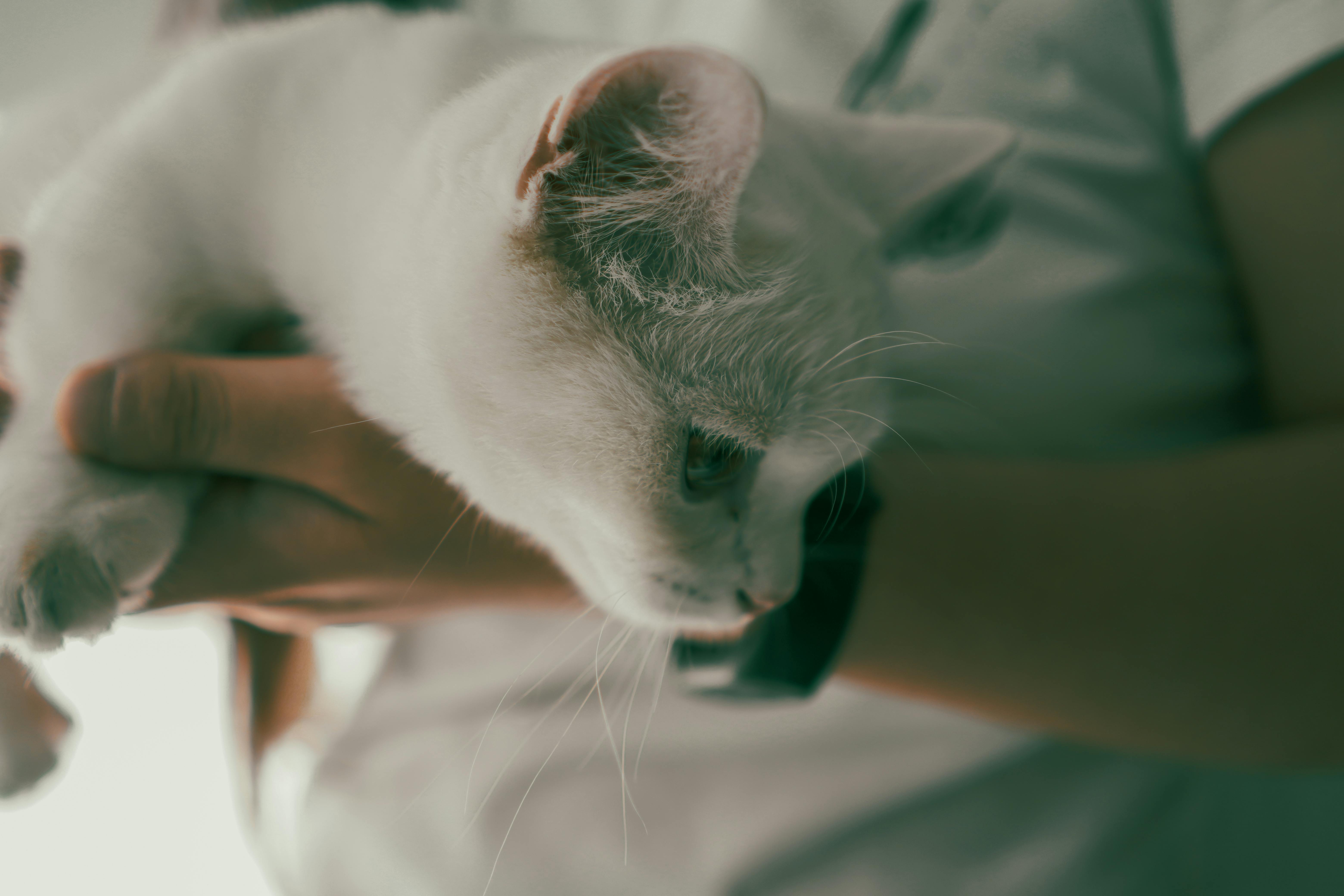 pet insurance veterinary costs — Photo by DALONG JIANG on Pexels