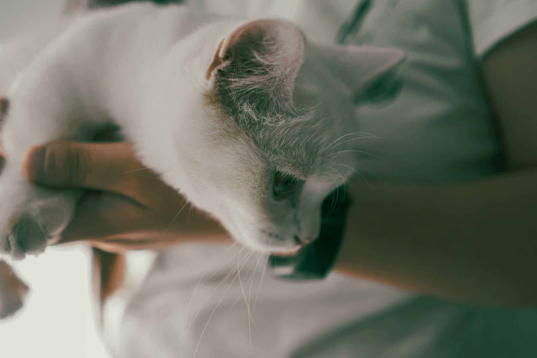 A serene white cat is cradled in a person's arms, portraying a warm bond.