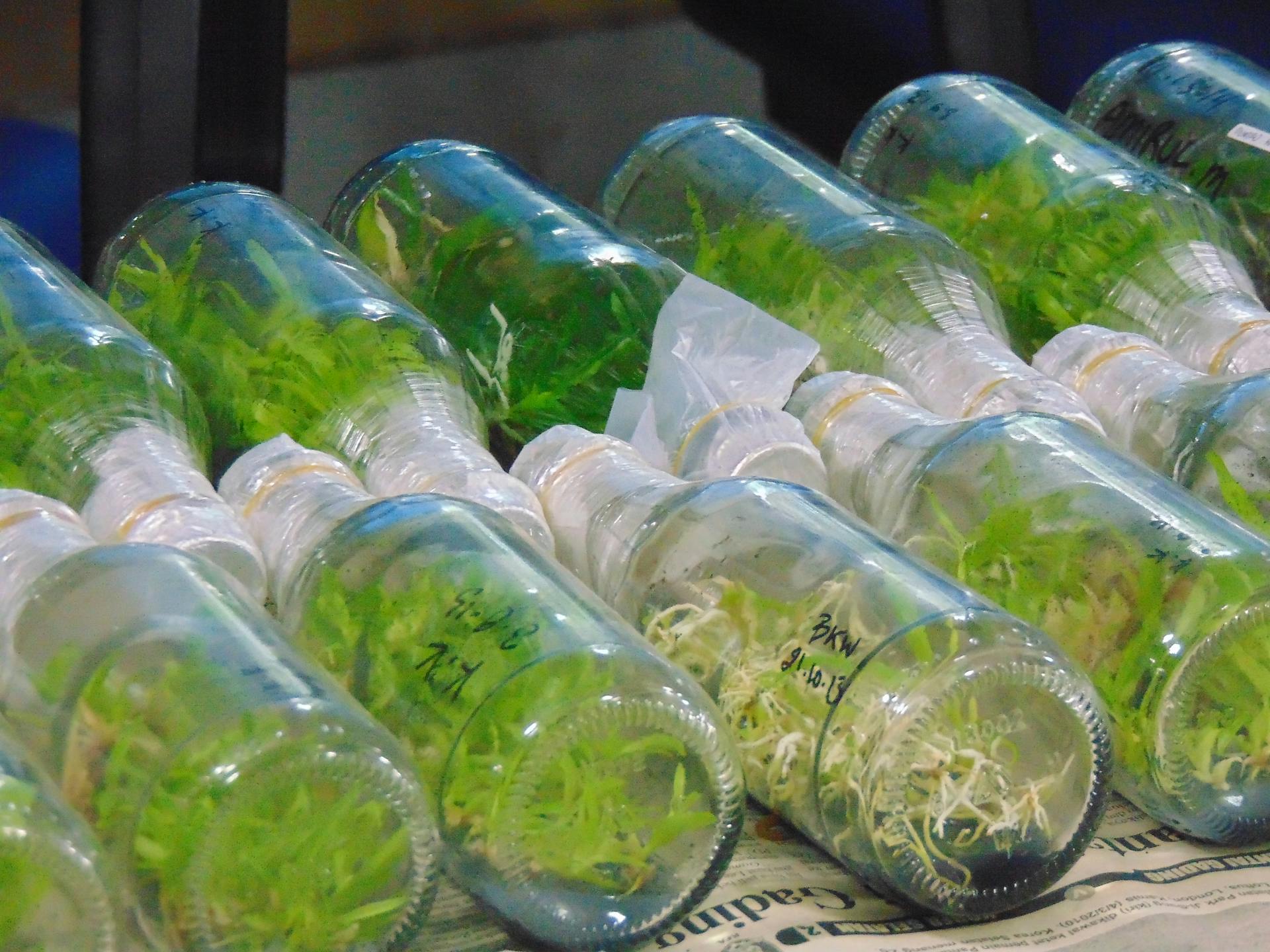 Tissue culture plants in glass bottles, showcasing laboratory methods in botany.