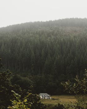 薄雾笼罩的森林山坡上，坐落着一座白色的房子，构成了一幅宁静的景象