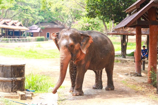 An Asian elephant cooling down with water in a lush outdoor setting.