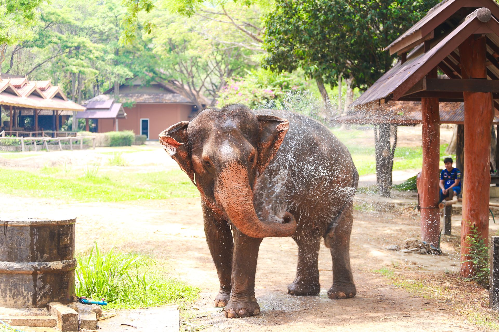 Asian elephant cooling off with a shower at a sunny outdoor park setting.