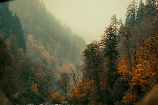 Breathtaking view of an autumn forest with misty mountains in the background, capturing the serene beauty of nature.