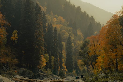 Breathtaking aerial view of a tranquil autumn forest with towering pines and vibrant foliage.