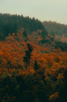 A stunning aerial view of a colorful autumn forest with lush foliage in vibrant shades.