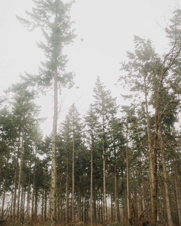 Tall trees in low cloud — JACK REDGATE on Pexels