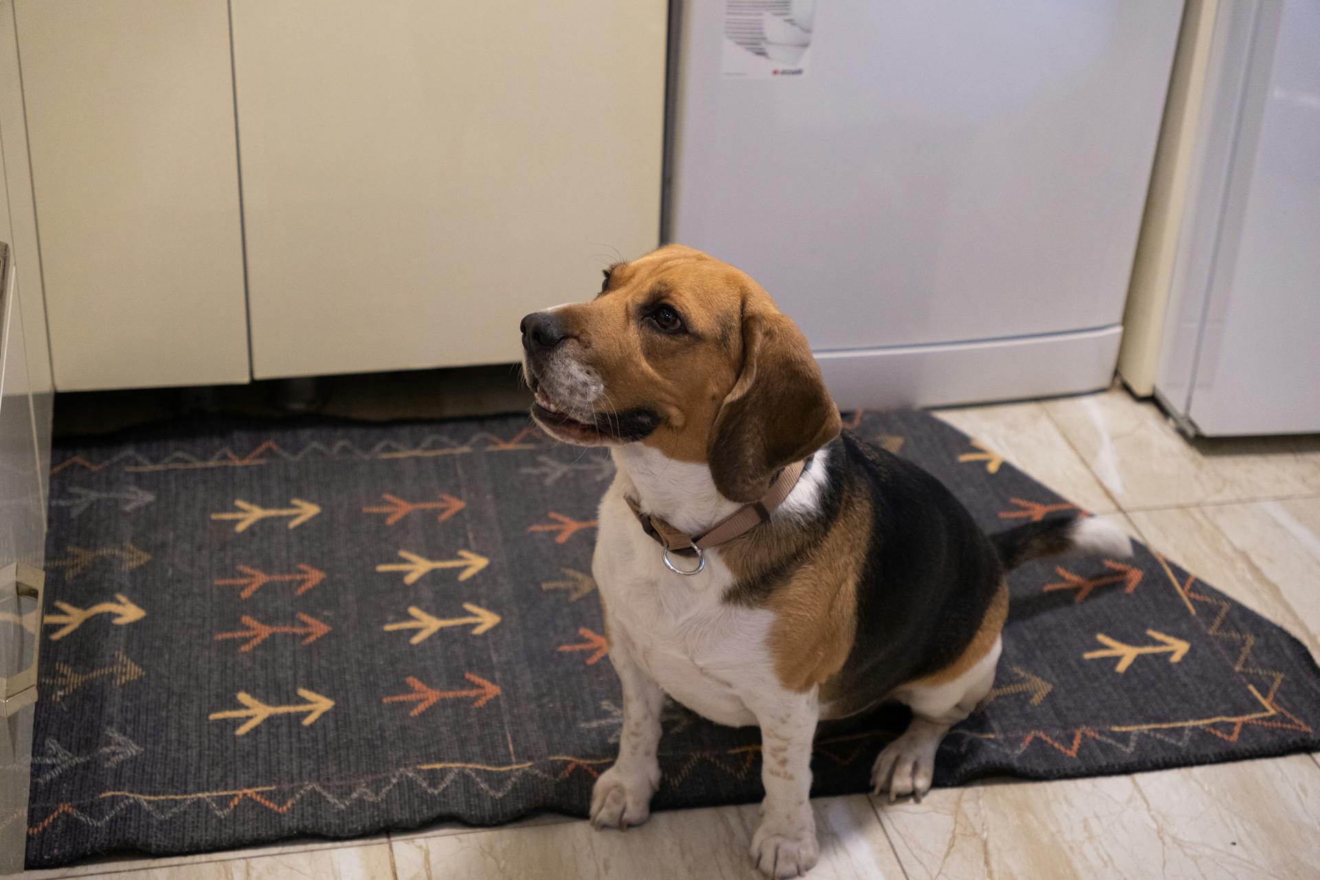 Charming beagle dog sitting on a patterned rug in a home kitchen setting.