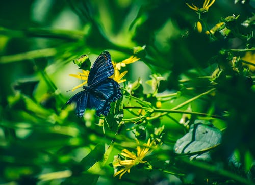 Niebieski Motyl