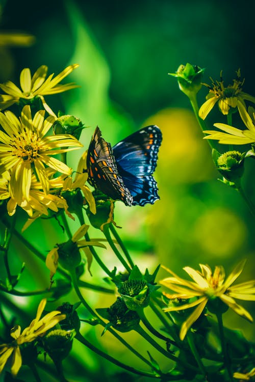 бесплатная Голубая бабочка Стоковое фото