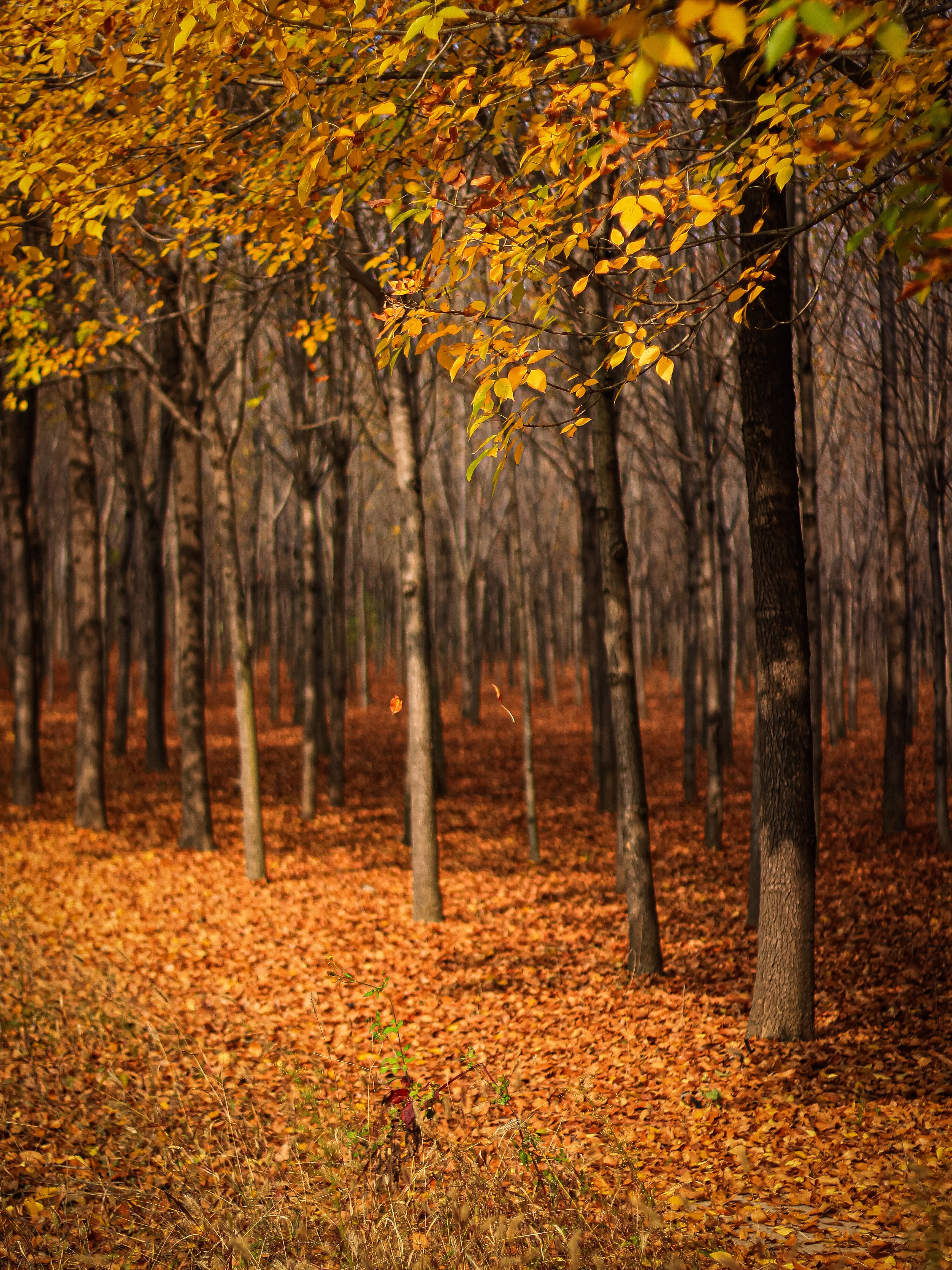 Fotomural Una serena escena de bosque otoñal con hojas doradas cubriendo el suelo y árboles desnudos.