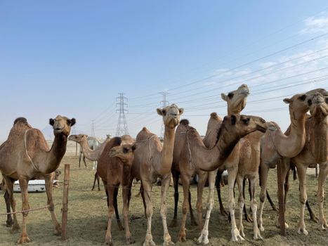 Group of camels standing in a desert with clear blue sky and power lines.