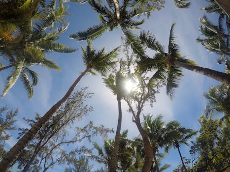Majestic view of palm trees with sunbeams in a tropical setting in Mauritius