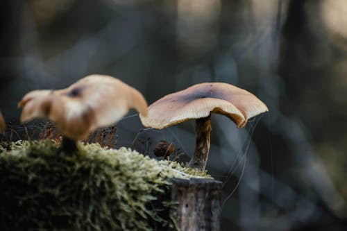 Free Detailed focus on mushrooms in a natural forest environment. Stock Photo