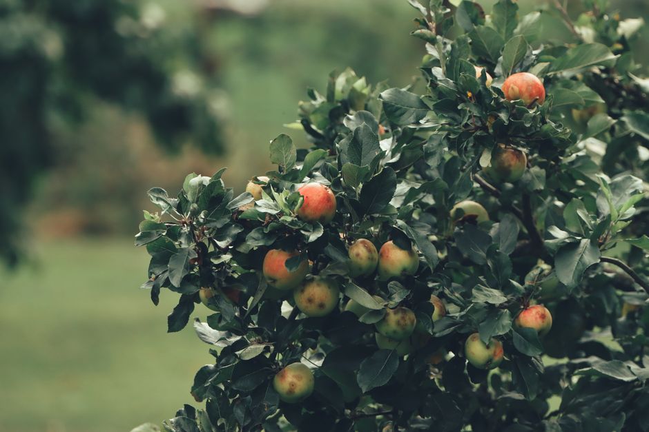 Ripe red and green apples hanging from apple tree branches in an orchard — what healthy apple tree pruning in Surrey BC can achieve