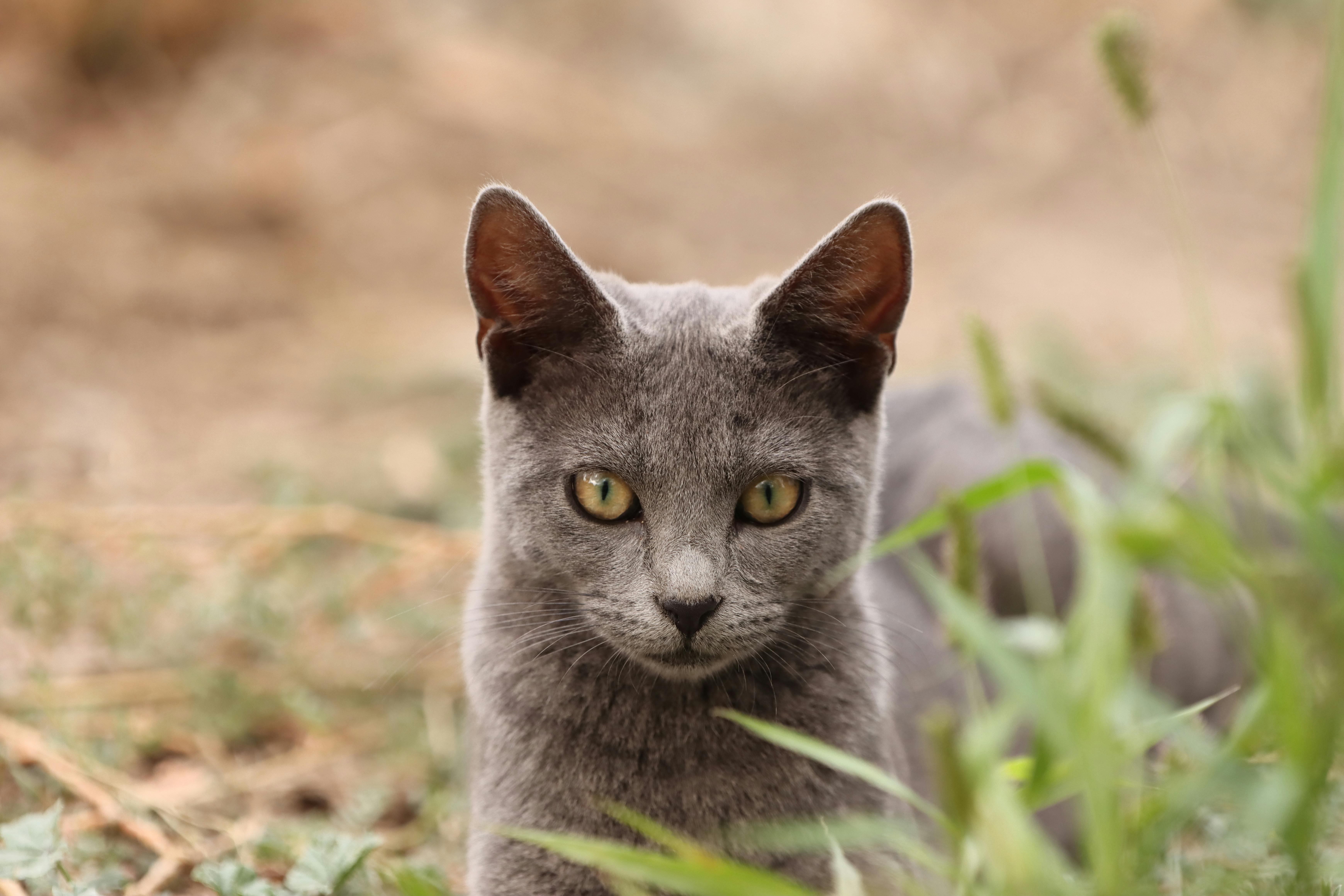 close up portrait of a grey cat outdoors