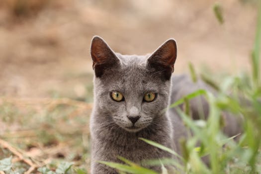 Close-up of a grey cat resting outdoors in Athens, Greece.