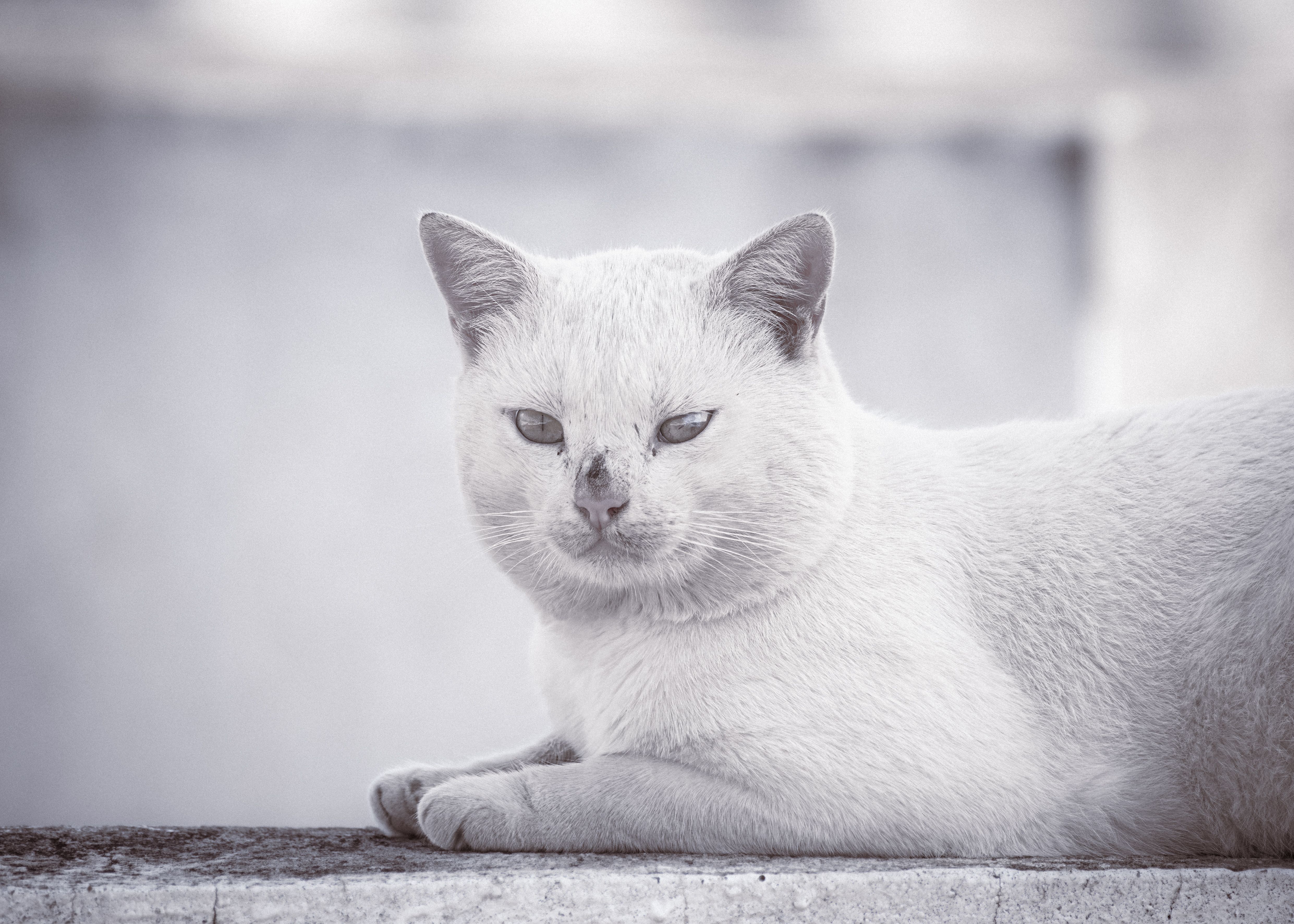 Stérilisation du chat : prix et âge idéal - Quels facteurs influencent le prix de la stérilisation ?