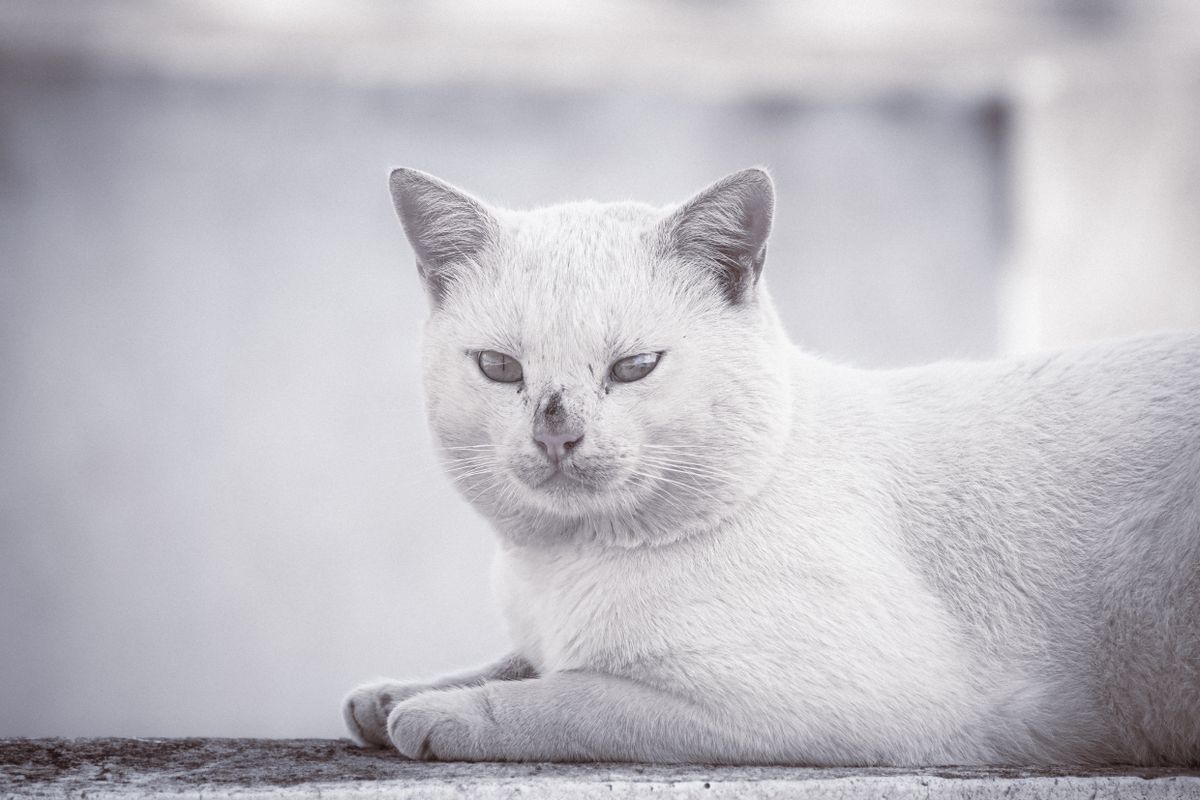 Stérilisation du chat : prix et âge idéal - Quels facteurs influencent le prix de la stérilisation ?