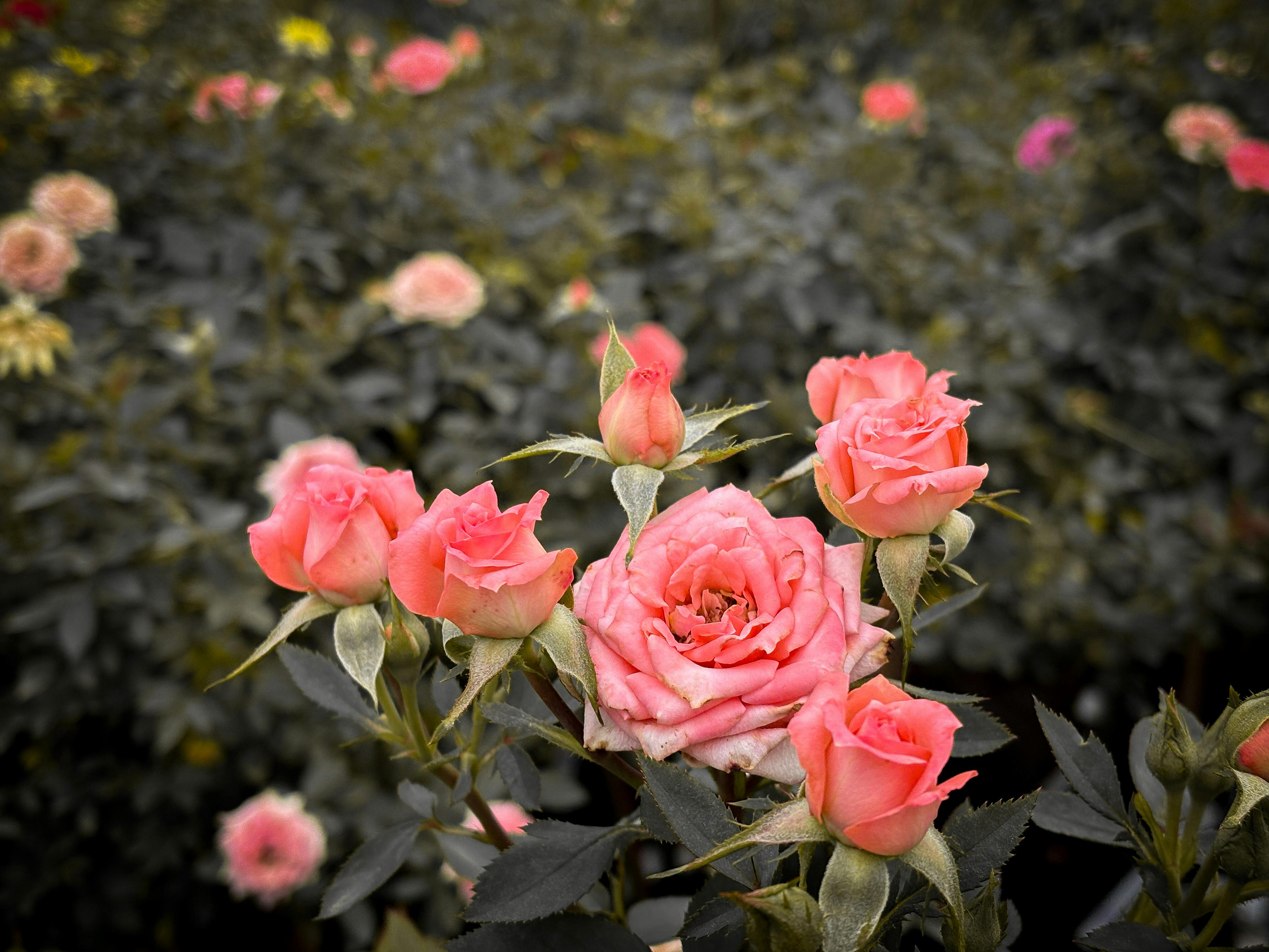 [ColoSach]-close-up-of-beautiful-pink-roses-blooming-in-a-lush-garden-setting.
