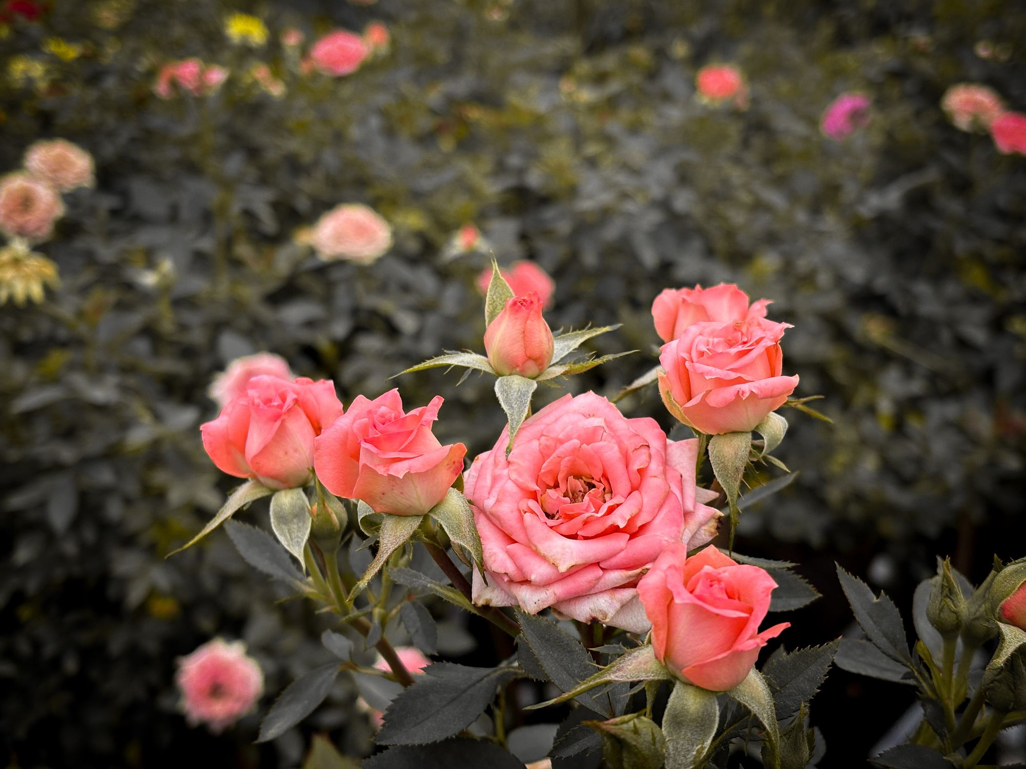 Vibrant Pink Roses in Blooming Garden · Free Stock Photo