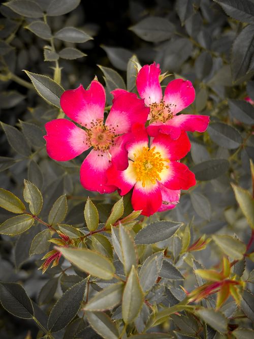 Free Close-up of bright pink roses blooming in the garden with dark green leaves. Stock Photo
