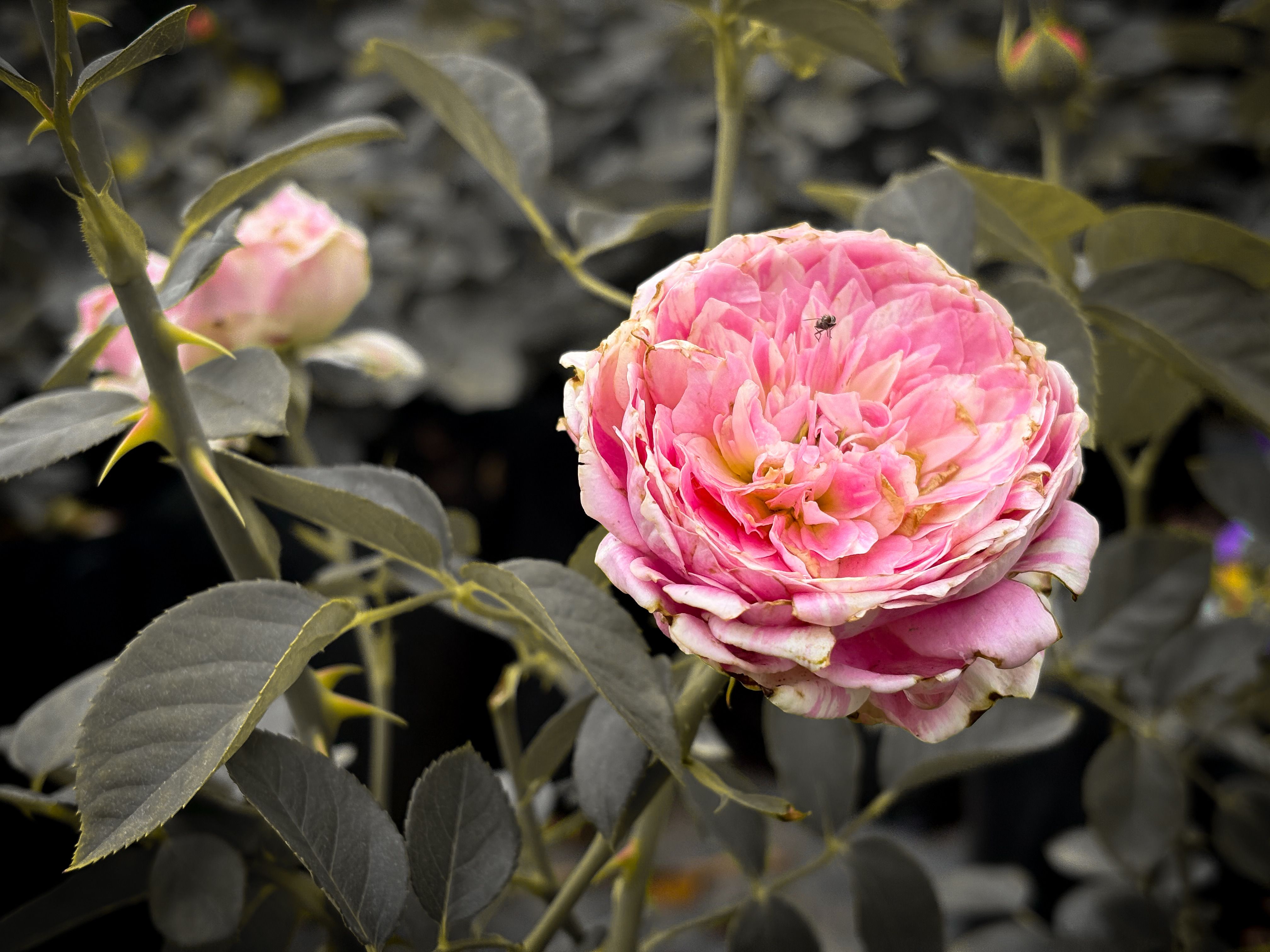 A vibrant pink rose blooms beautifully amidst dark greenery, showcasing nature's elegance.