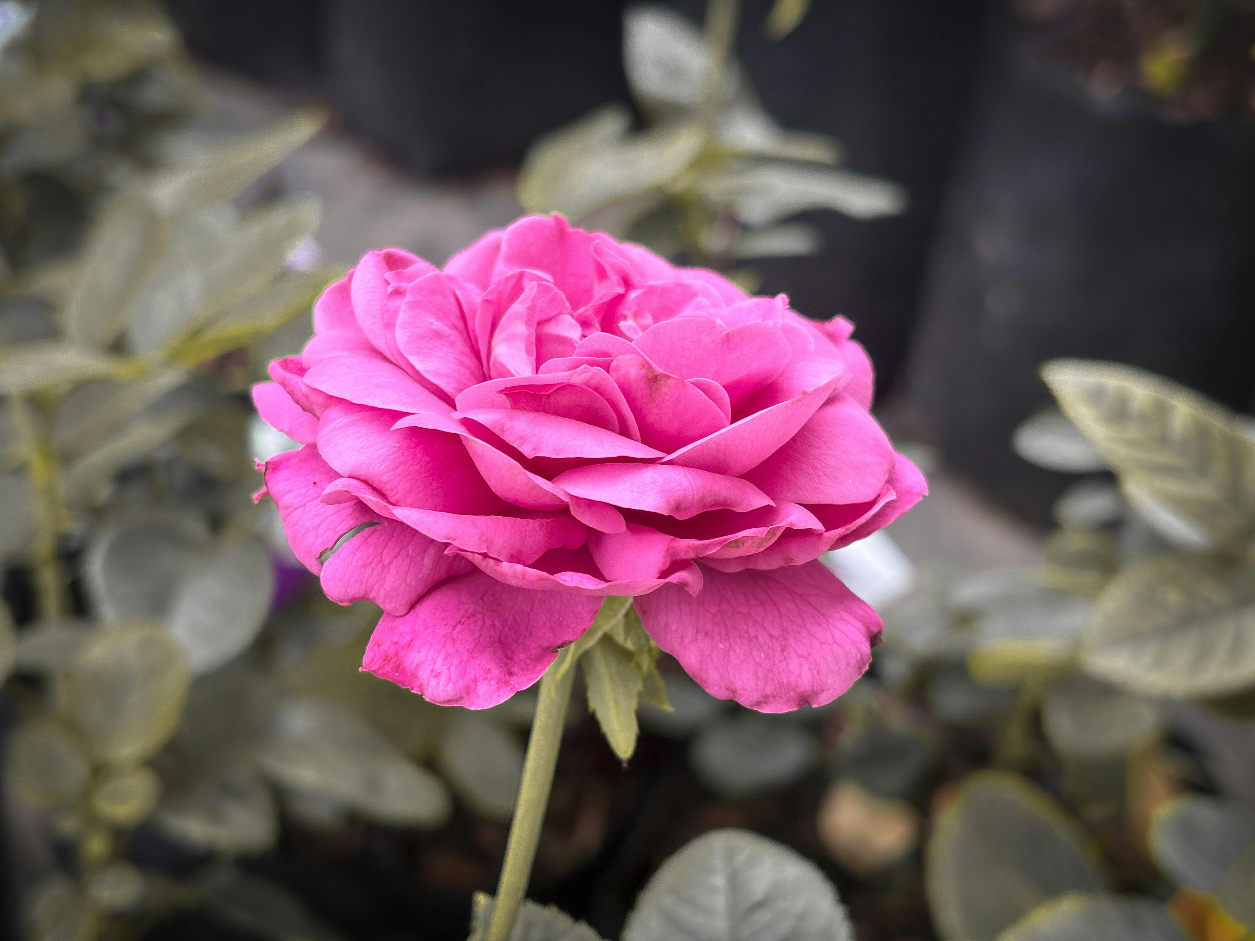 Close-up of a vibrant pink rose bloom surrounded by blurred foliage, evoking a tranquil garden ambiance.