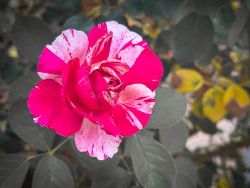 Free Close-up of a vibrant pink and white rose in a garden setting, showcasing nature's beauty. Stock Photo