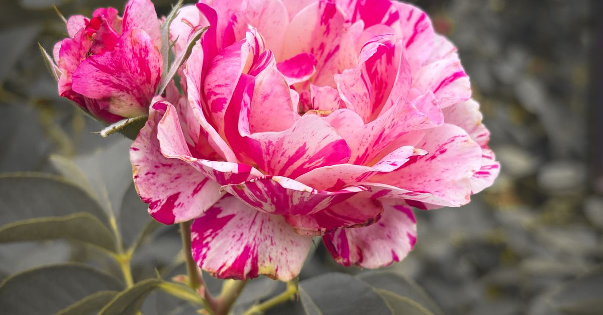 Vibrant Pink and White Variegated Rose in Bloom · Free Stock Photo