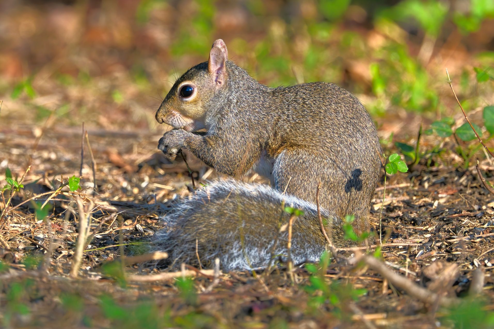 Southern Flying Squirrel: Life, Habitat & Fun Facts