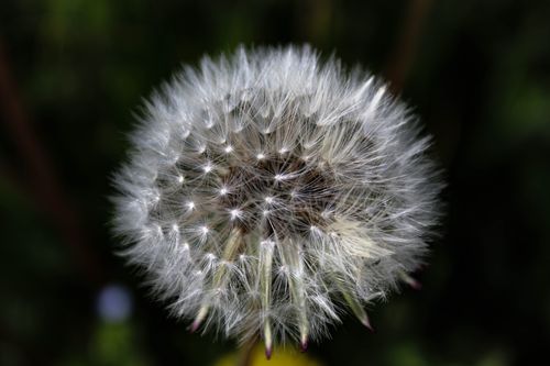 Free Detailed macro shot of a dandelion seed head showcasing intricate seed patterns. Stock Photo