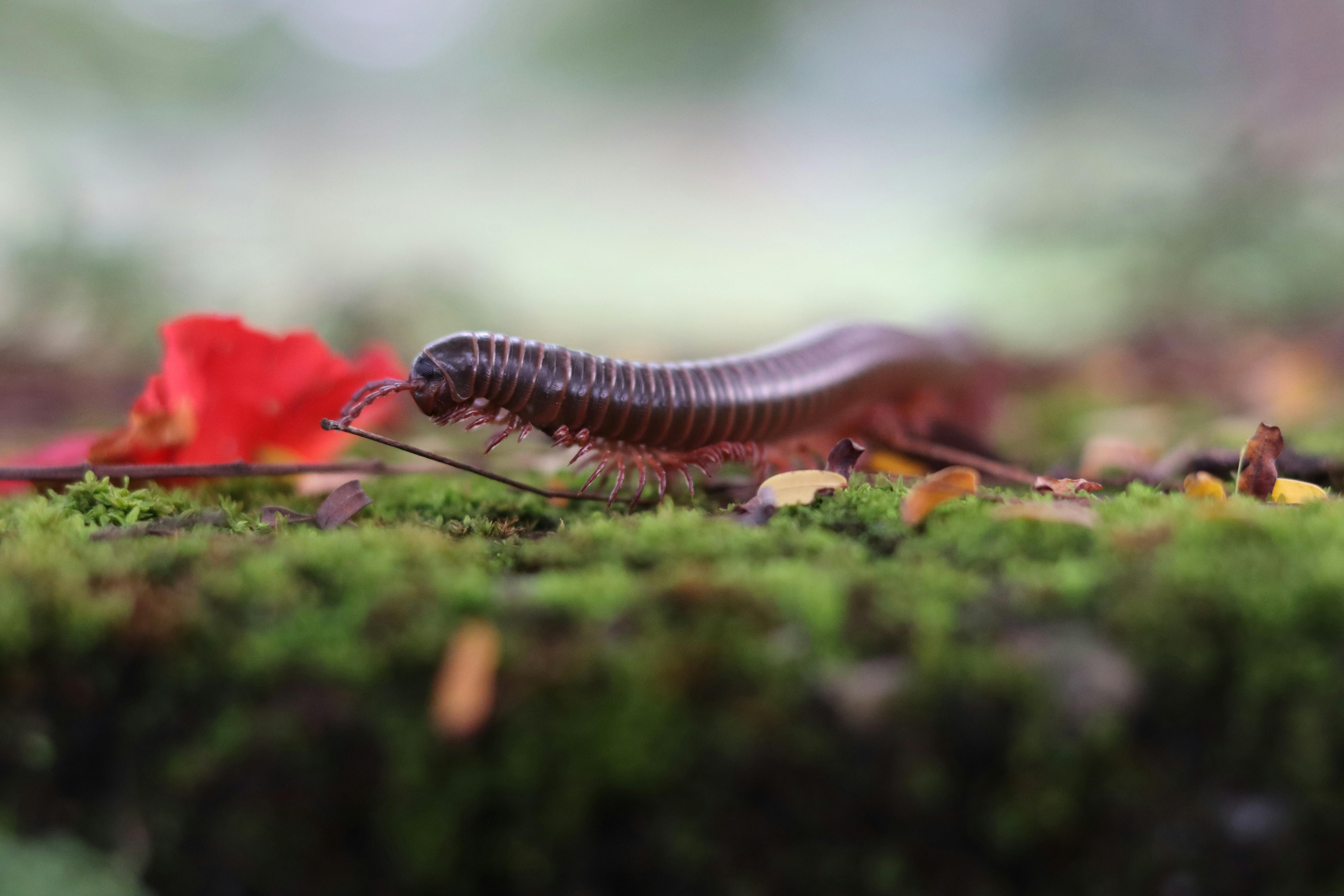 Millipedes gathered on a damp porch after rain