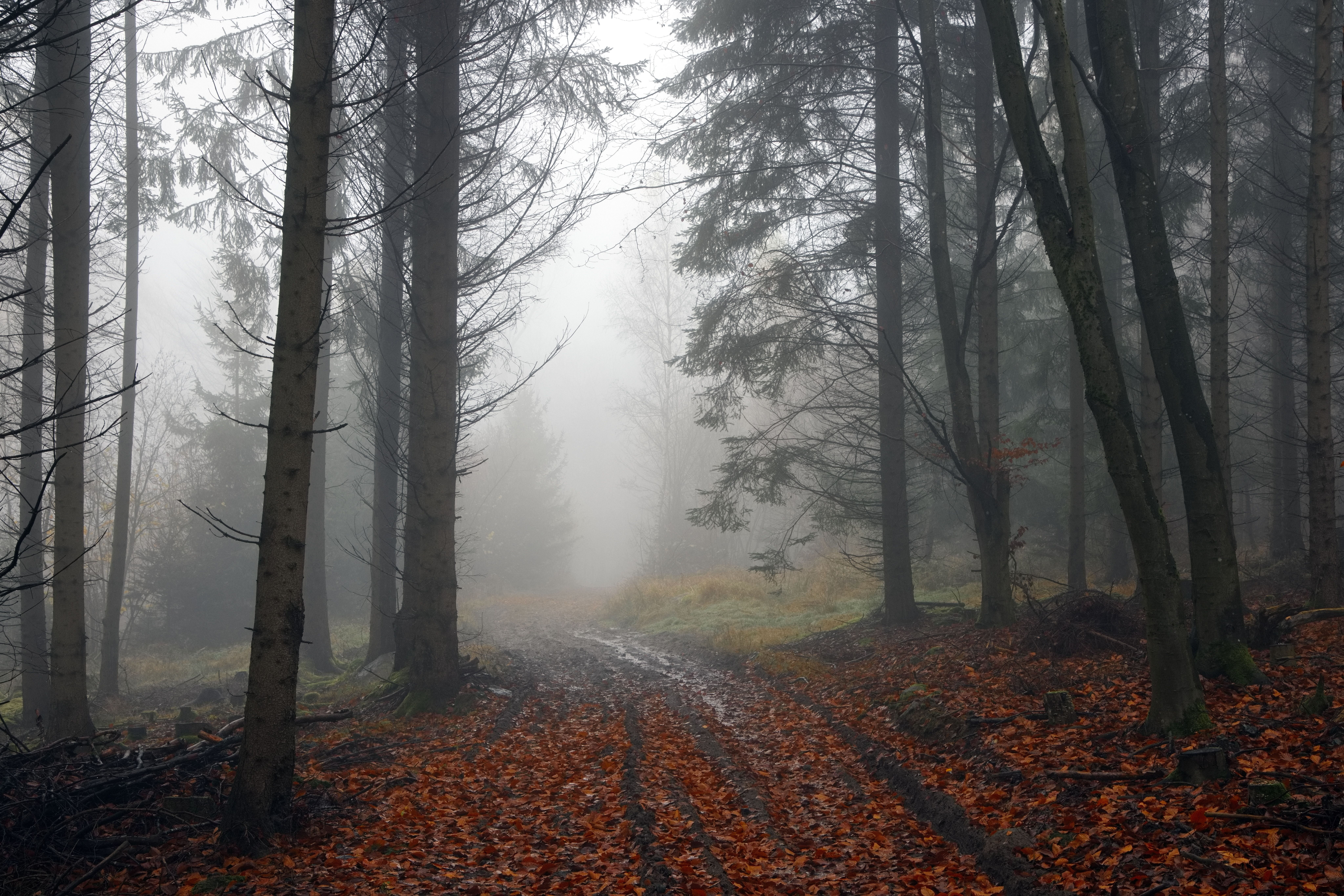 Misty Autumn Forest Path with Dense Fog · Free Stock Photo