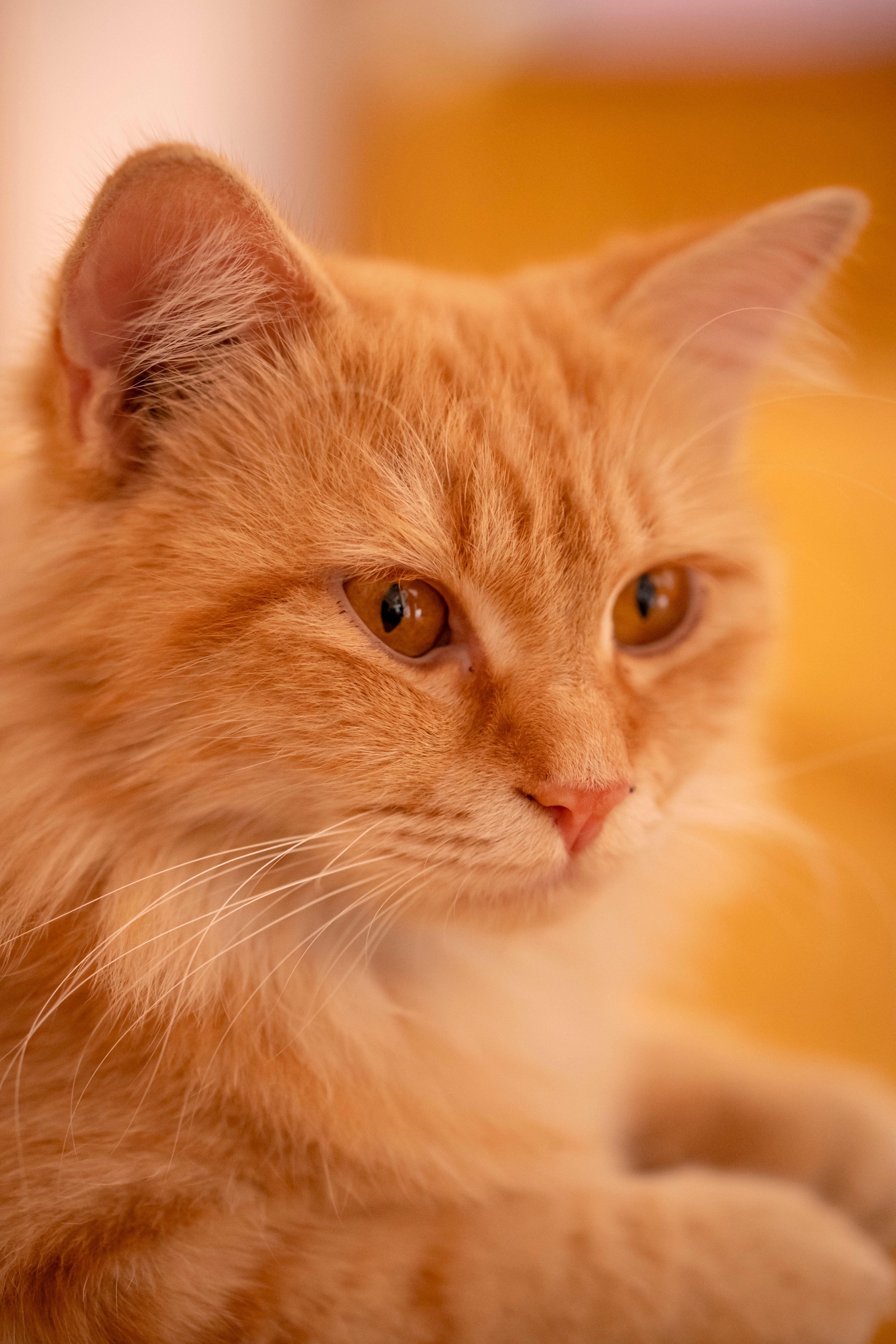 Close-up Portrait of a Fluffy Orange Cat · Free Stock Photo