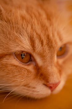 A detailed close-up of a ginger cat's face showing its intense gaze and striking fur.