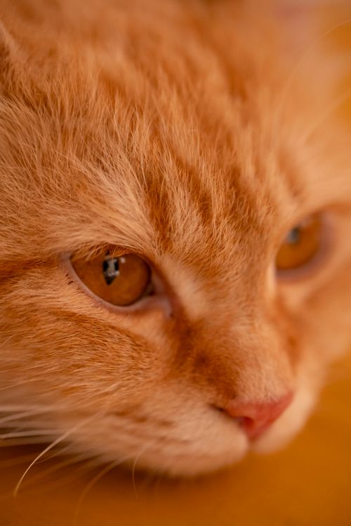 Free A detailed close-up of a ginger cat's face showing its intense gaze and striking fur. Stock Photo