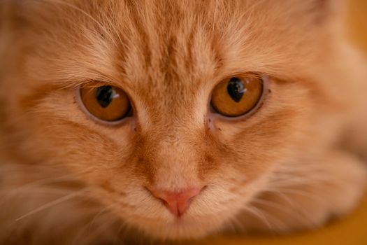 Detailed close-up of a ginger cat's face showcasing its expressive amber eyes.