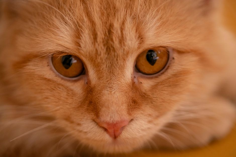 Detailed close-up of a ginger cat's face showcasing its expressive amber eyes.