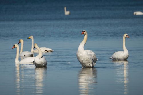Free A peaceful scene of mute swans gracefully floating on a calm sea under clear daylight. Stock Photo