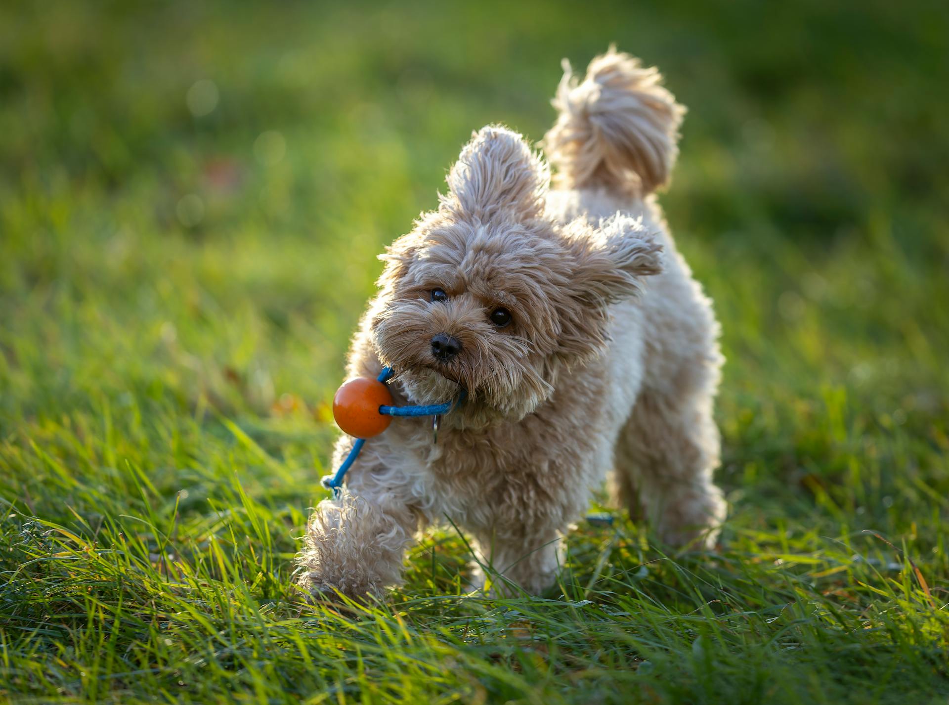 Adorable Cavapoo dog playing with a toy on a sunny grassy field.