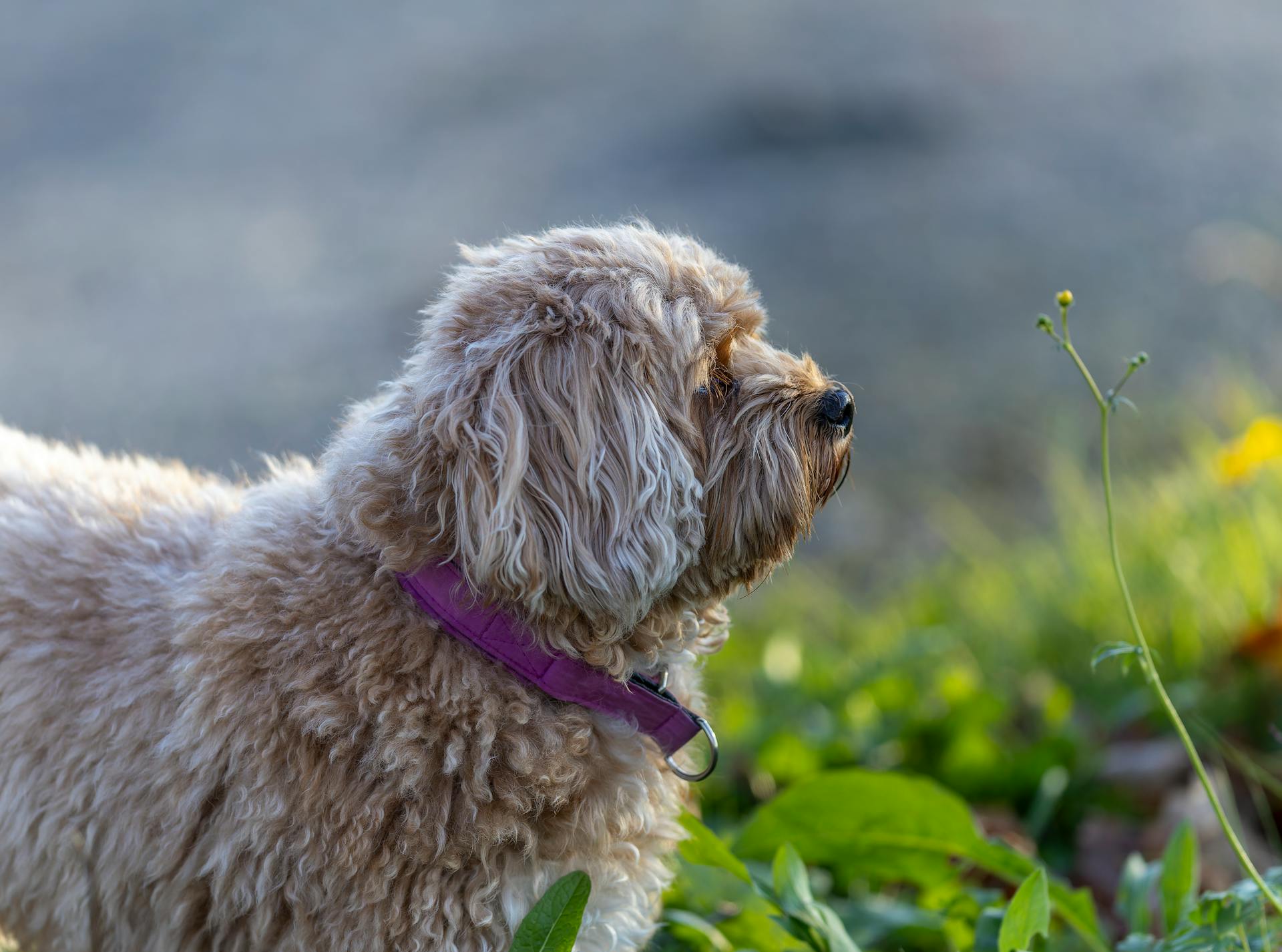 Side profile of a fluffy Cavapoo dog outdoors on a sunny day with green foliage.